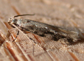 Coleotechnites florae